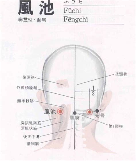 風是穴|醫砭 » 經穴庫 » 風府